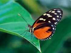 Butterflies - 03-800x600