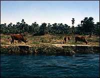 Cows